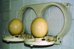 struisvogel eieren